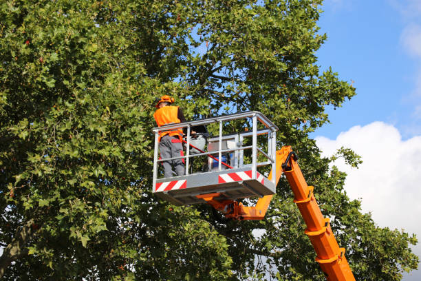 Professional  Tree Services in North Bonneville, WA