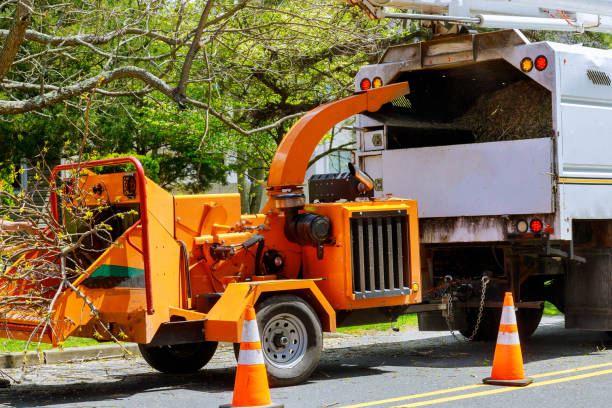 How Our Tree Care Process Works  in  North Bonneville, WA